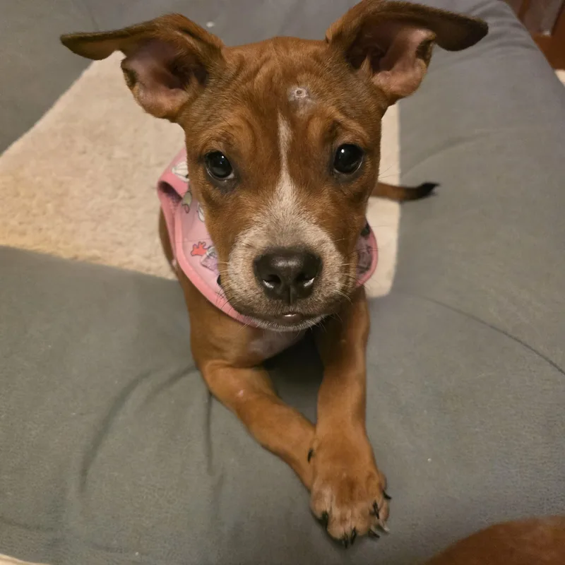 A baby medium-sized female Boxer dog named Grace for adoption in Aurora, IL