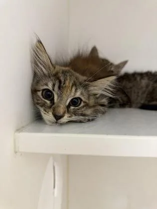 A baby small-sized female Domestic Long Hair cat named Ridge for adoption in Manteo, NC