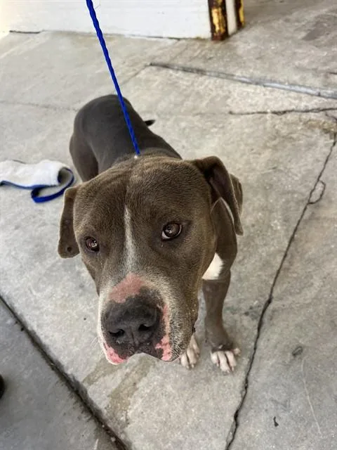 An adult large-sized male American Bulldog dog named Rubble for adoption in Miami, FL