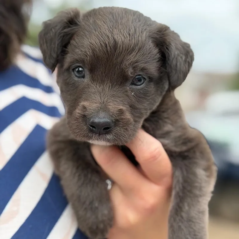 A baby medium-sized male Black Flat-Coated Retriever dog named Benny the Jet for adoption in New Orleans, LA