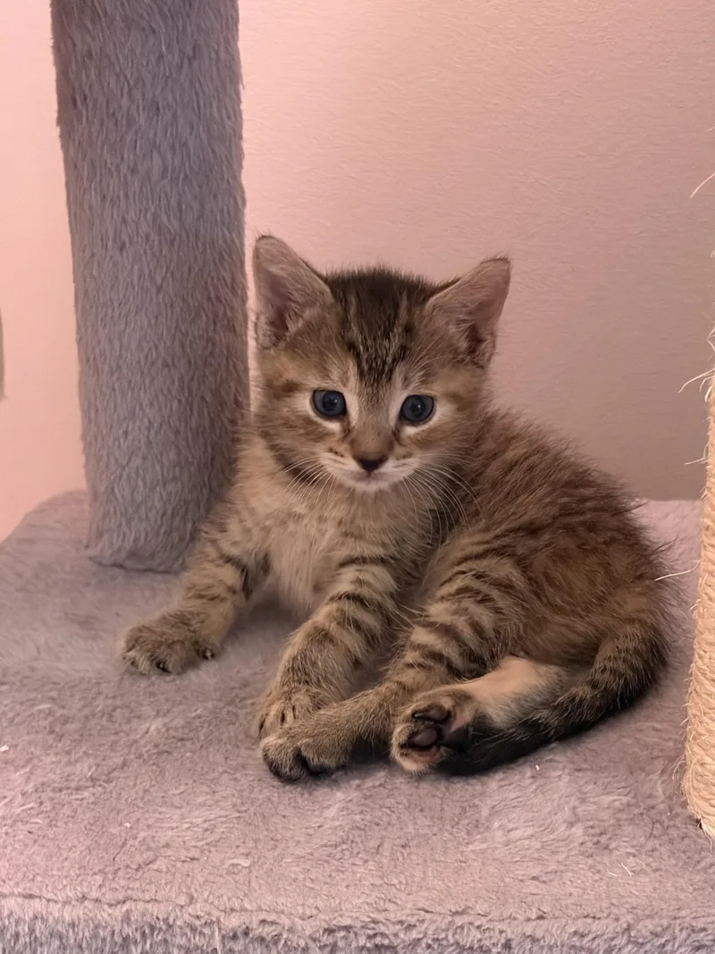 A baby medium-sized female Tabby (Brown / Chocolate) American Shorthair cat named Taylor for adoption in Bordentown, NJ