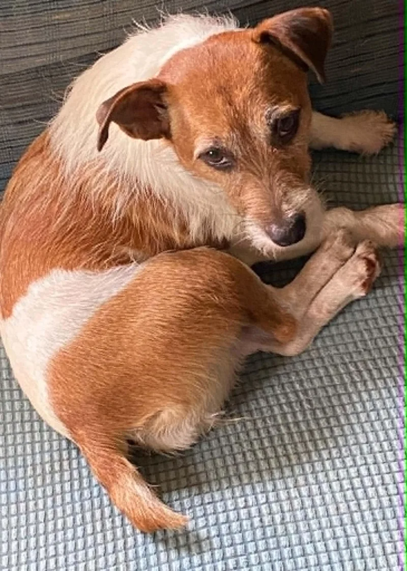 An adult small-sized female Jack Russell Terrier dog named Tillie for adoption in Celina, OH