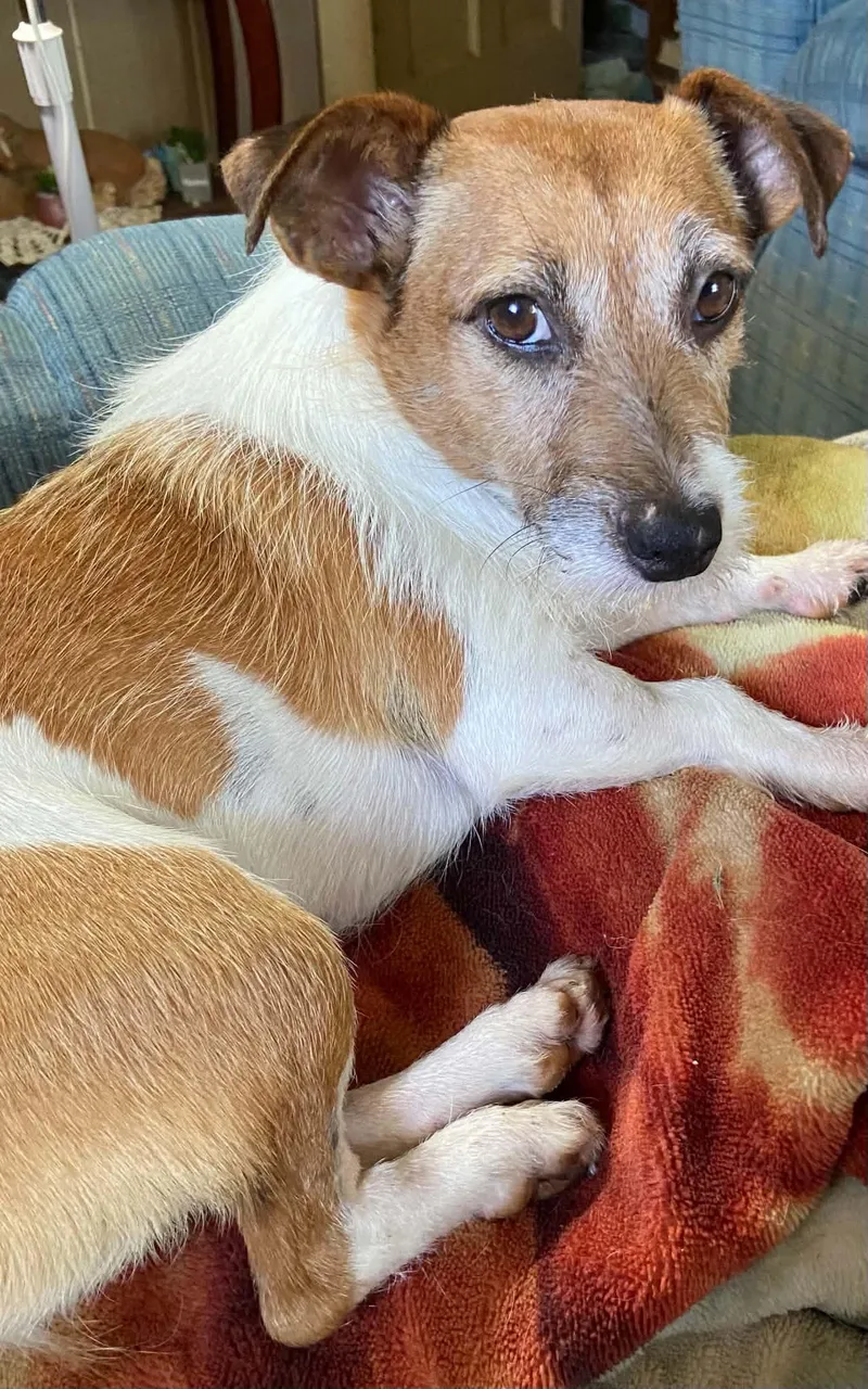 Tillie thumbnail 2