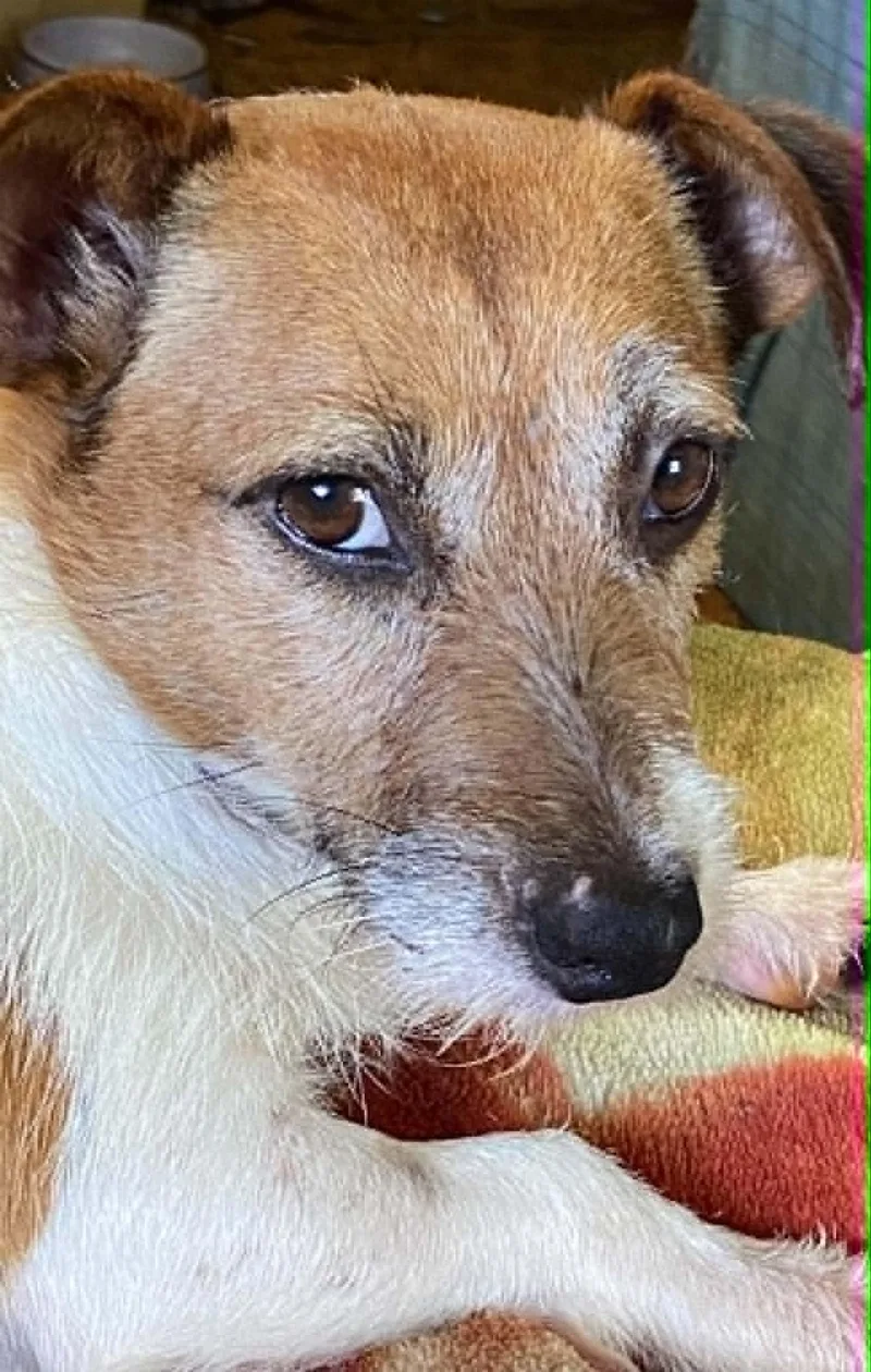 Tillie thumbnail 5