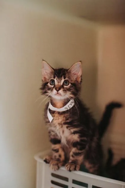 A baby small-sized male Domestic Short Hair cat named a Shaggy for adoption in North Charleston, SC