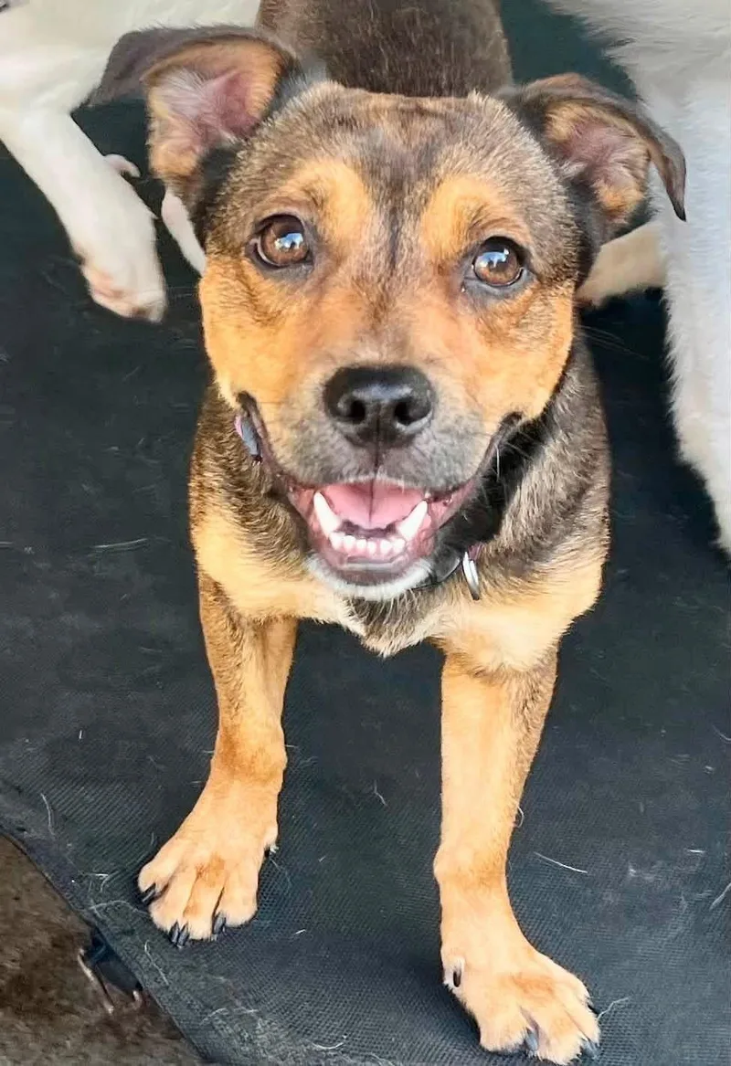 A young small-sized male Beagle dog named Chachi for adoption in Dallas, TX