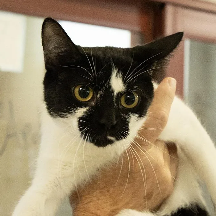 A young medium-sized female Black & White / Tuxedo Domestic Short Hair cat named Luna for adoption in Slidell, LA