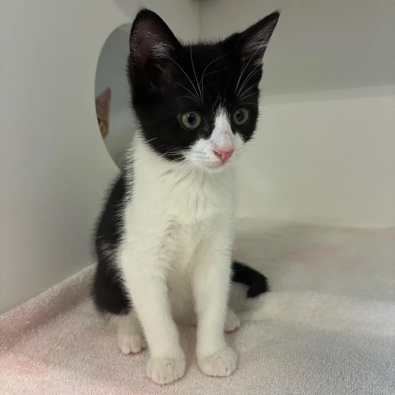 A baby small-sized female White Domestic Short Hair cat named Fruits Basket for adoption in Greensboro, NC