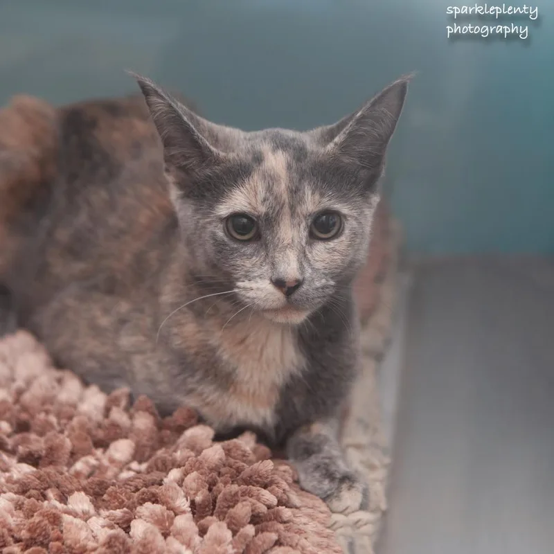 A baby medium-sized female Domestic Short Hair cat named Maddison for adoption in Ridgefield, CT