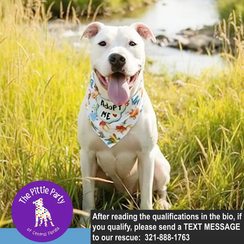 An adult large-sized male White / Cream Pit Bull Terrier dog named Alf for adoption in Kissimmee, FL