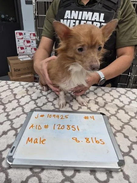 An adult small-sized male Dachshund dog named Pen for adoption in Lawrenceville, GA