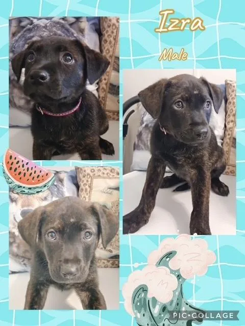 A baby medium-sized male Australian Shepherd dog named Izra for adoption in Manchester, CT