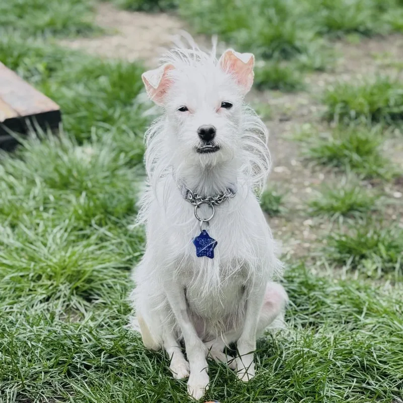 A young small-sized male White / Cream Terrier dog named Sunday for adoption in San Francisco, CA