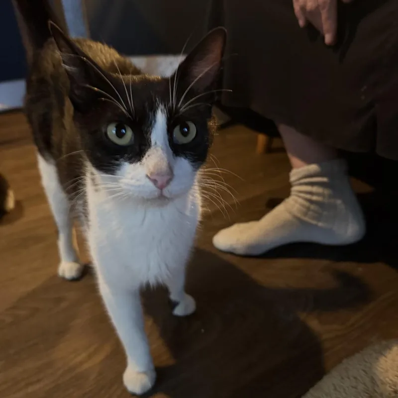 An adult medium-sized female Black Domestic Short Hair cat named Stuffed for adoption in Austin, TX