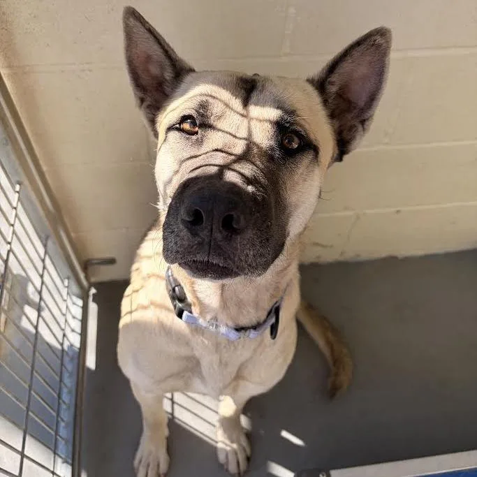 A baby medium-sized male Yellow / Tan / Blond / Fawn Black Mouth Cur dog named Bruce for adoption in Marshall, TX