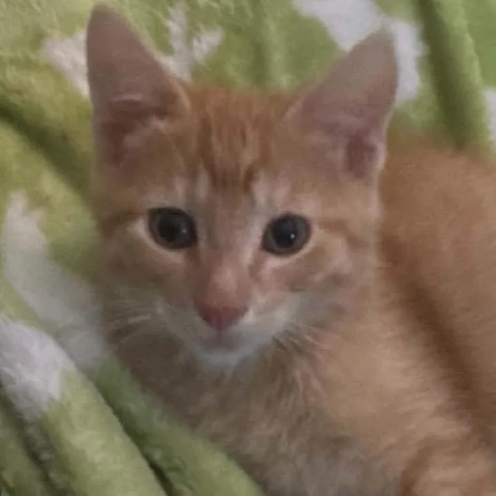 A baby small-sized male Orange / Red Domestic Short Hair cat named Colin for adoption in Coralville, IA