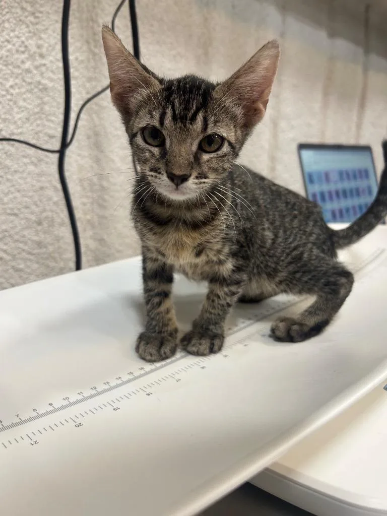 A baby small-sized female Domestic Short Hair cat named Claudia for adoption in Corpus Christi, TX