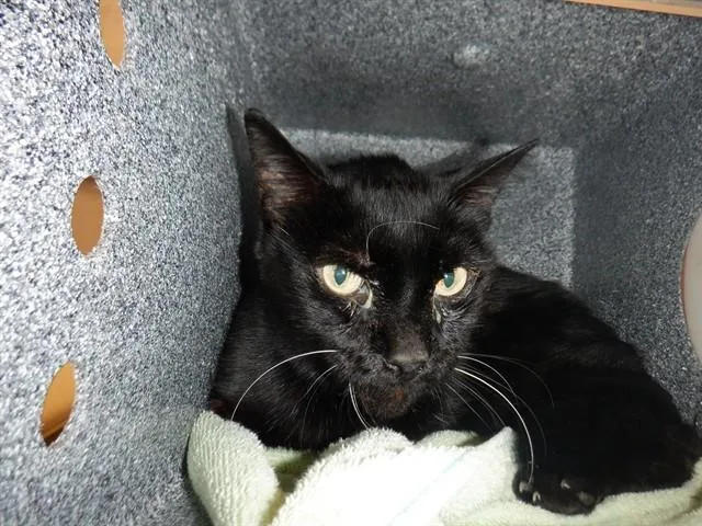 An adult large-sized male Domestic Short Hair cat named Gimli for adoption in San Jose, CA