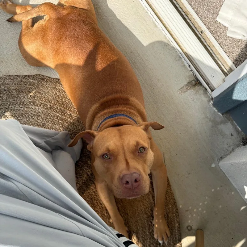 An adult medium-sized female Yellow / Tan / Blond / Fawn Pit Bull Terrier dog named Everything Bagel for adoption in Austin, TX