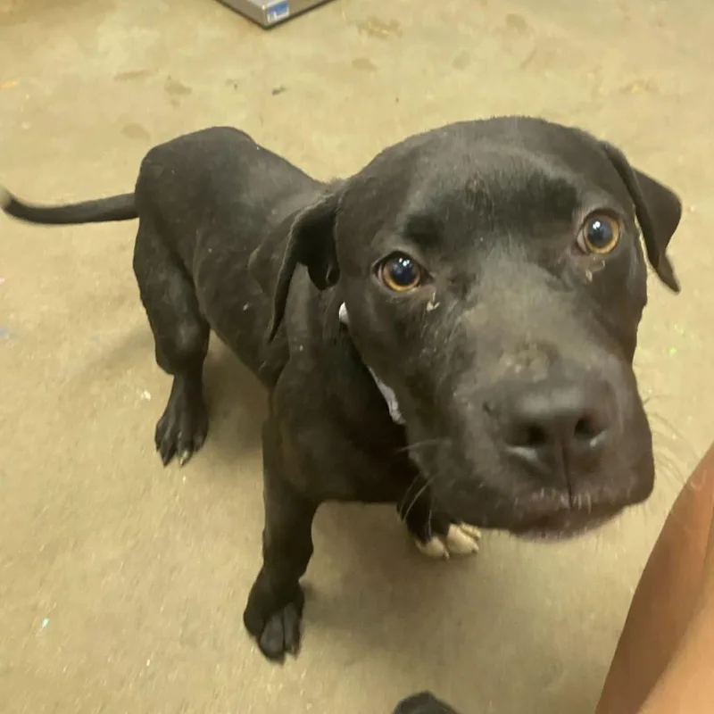 A baby medium-sized male Black Mixed Breed dog named Big Hot Pocket for adoption in Davenport, IA