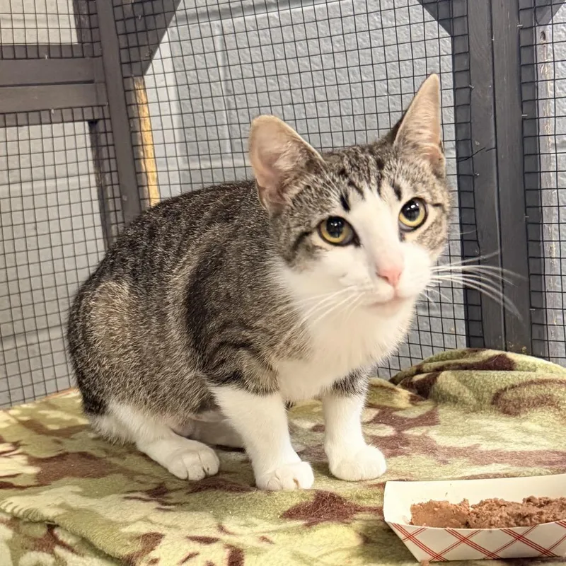 A young medium-sized female Gray / Blue / Silver Domestic Short Hair cat named Breeze for adoption in Nashville, TN