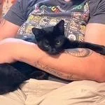 An adult medium-sized female Black Domestic Short Hair cat named Charcoal for adoption in Nantucket, MA