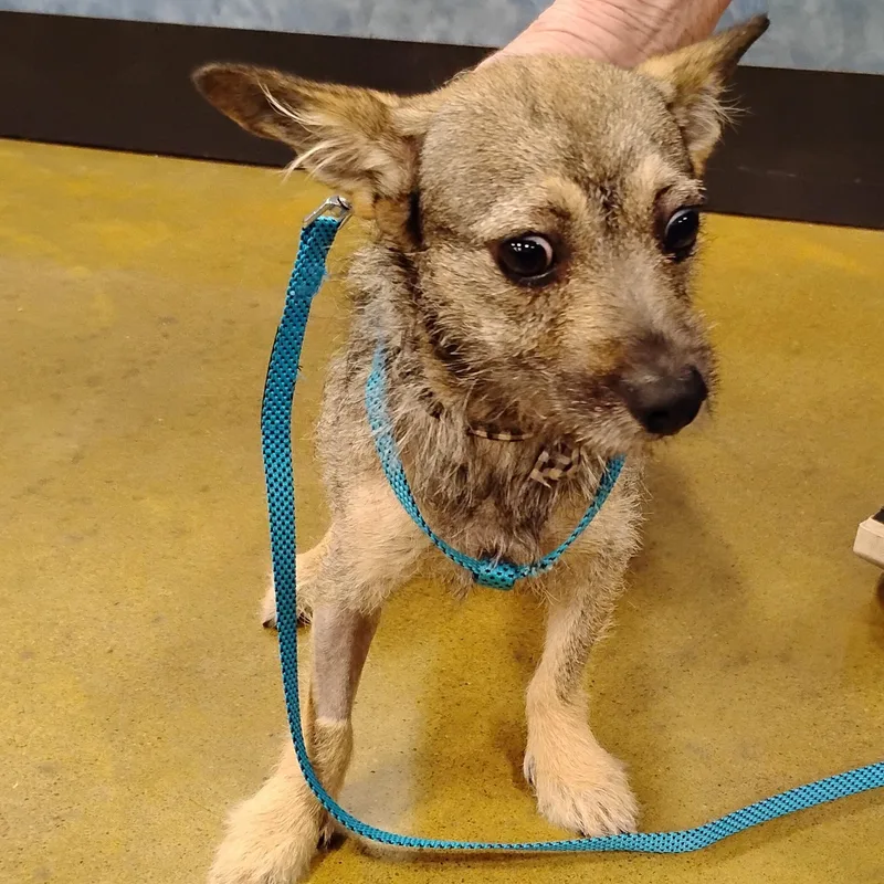 Shiloh   Lb thumbnail 3