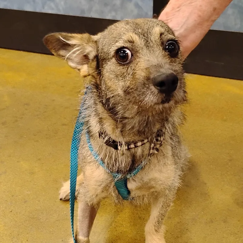 Shiloh   Lb thumbnail 4