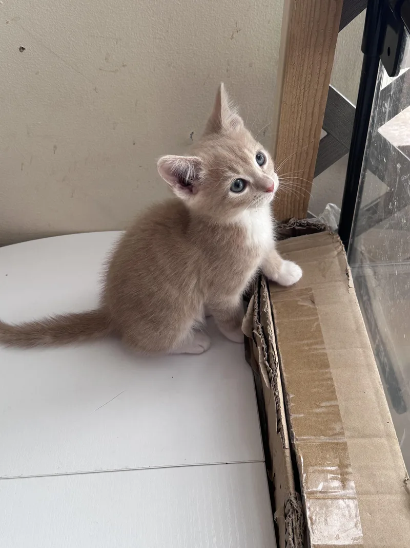 A baby small-sized male Domestic Short Hair cat named Sunrise for adoption in Bethel Park, PA