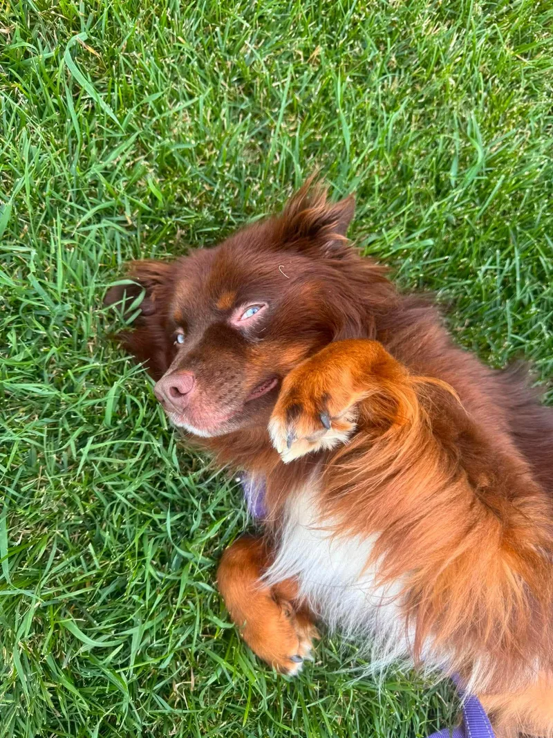 An adult medium-sized male Australian Shepherd dog named Hurley for adoption in Grand Forks, ND