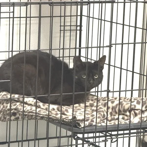 An adult medium-sized female Black Bombay cat named Autumn for adoption in Mount Shasta, CA