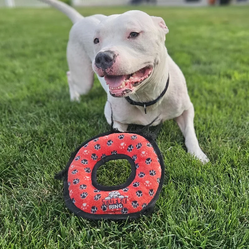 An adult large-sized male White / Cream Pit Bull Terrier dog named Duke VIII for adoption in Peotone, IL