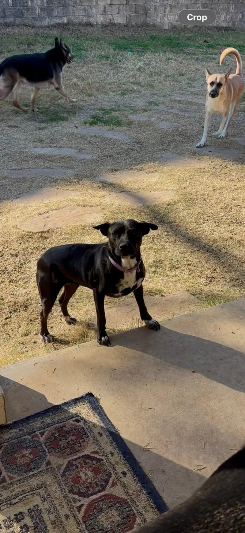 A young medium-sized female Black Shepherd dog named Lola for adoption in Mico, TX