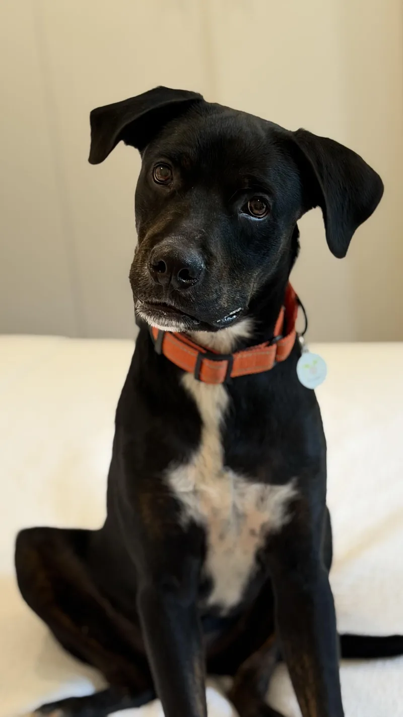 A young medium-sized male Rottweiler dog named Desi great puppy for adoption in Lake Forest, IL