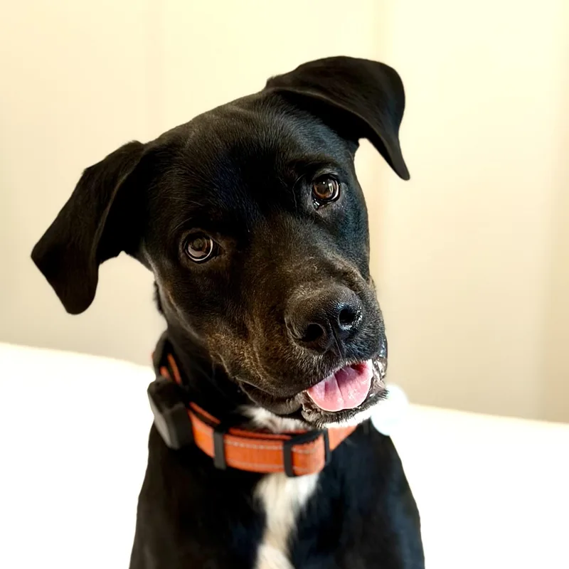 Desi great puppy thumbnail 2