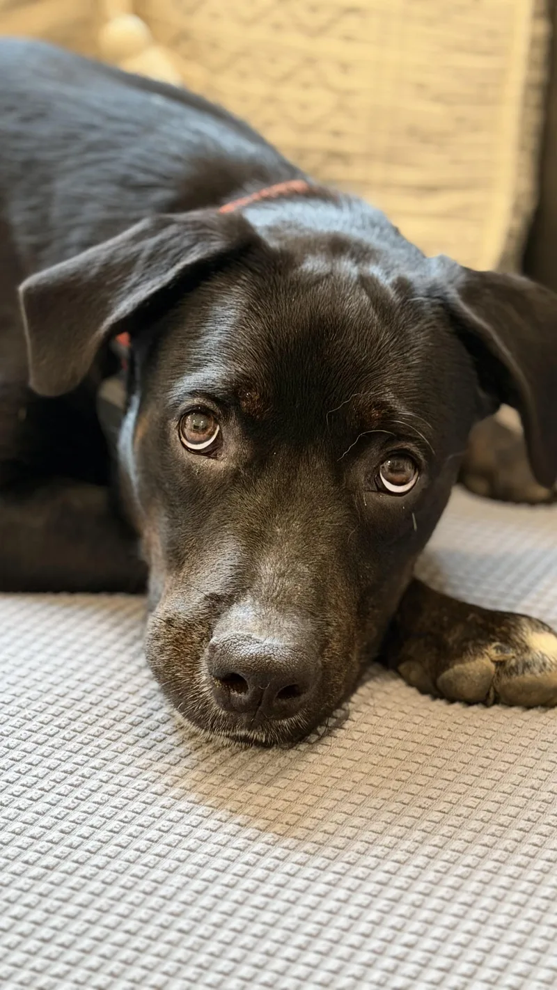 Desi great puppy thumbnail 3