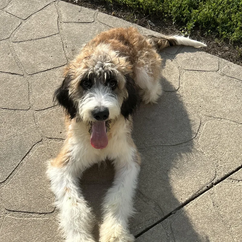 A baby large-sized female Apricot / Beige Saint Bernard dog named Bernadett for adoption in Antwerp, OH