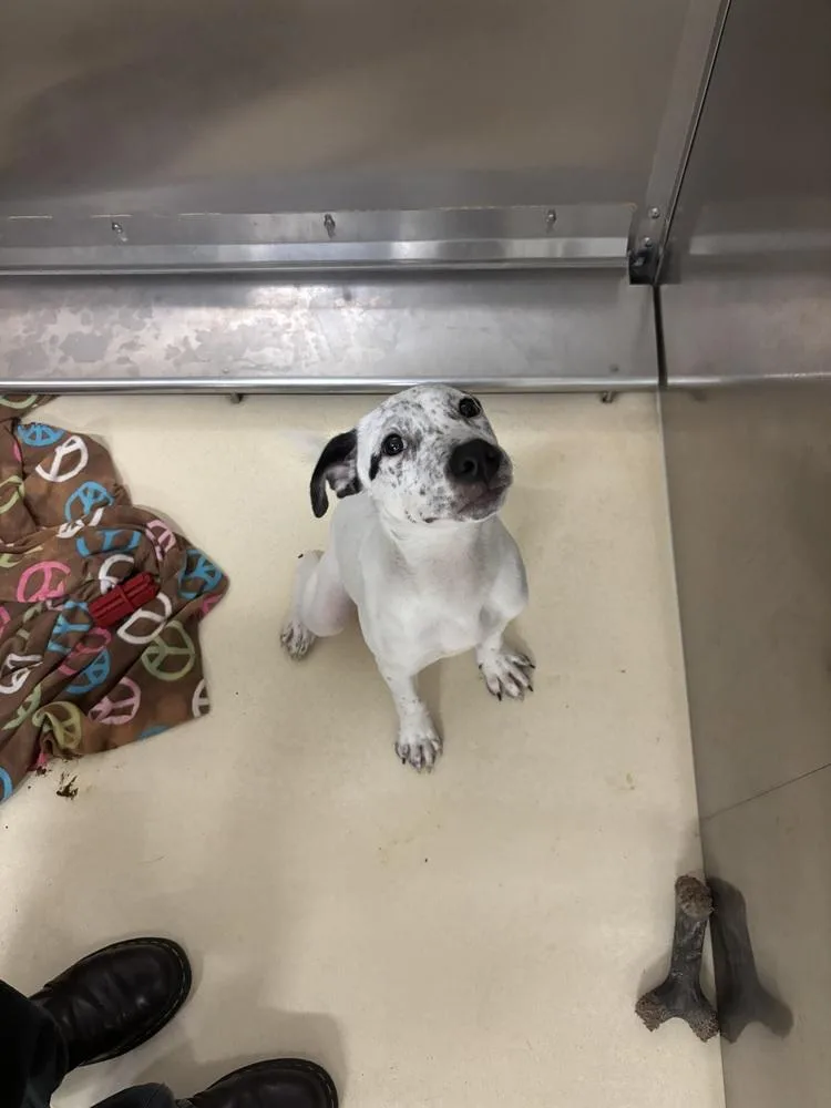 A young medium-sized male Tricolor (Brown, Black, & White) Australian Cattle Dog / Blue Heeler dog named Scooter for adoption in Kalamazoo, MI