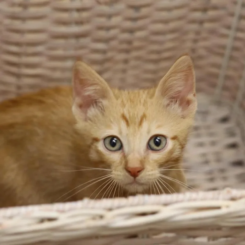 A baby small-sized male Orange / Red Domestic Short Hair cat named Hector Herrera for adoption in Houston, TX