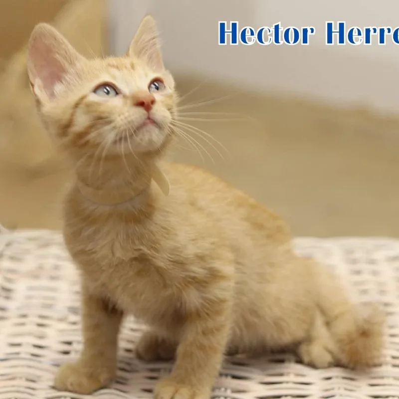 Hector Herrera thumbnail 2