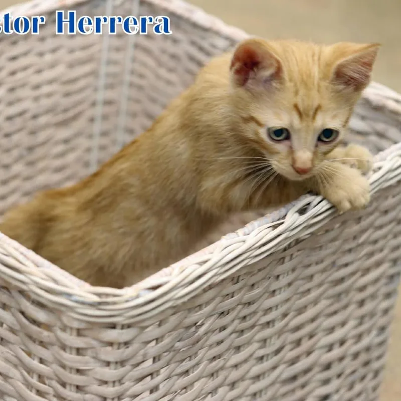 Hector Herrera thumbnail 5
