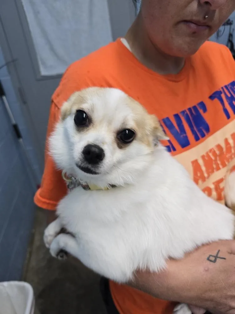 An adult small-sized female Tricolor (Brown, Black, & White) Chihuahua dog named Pony for adoption in Evansville, IN