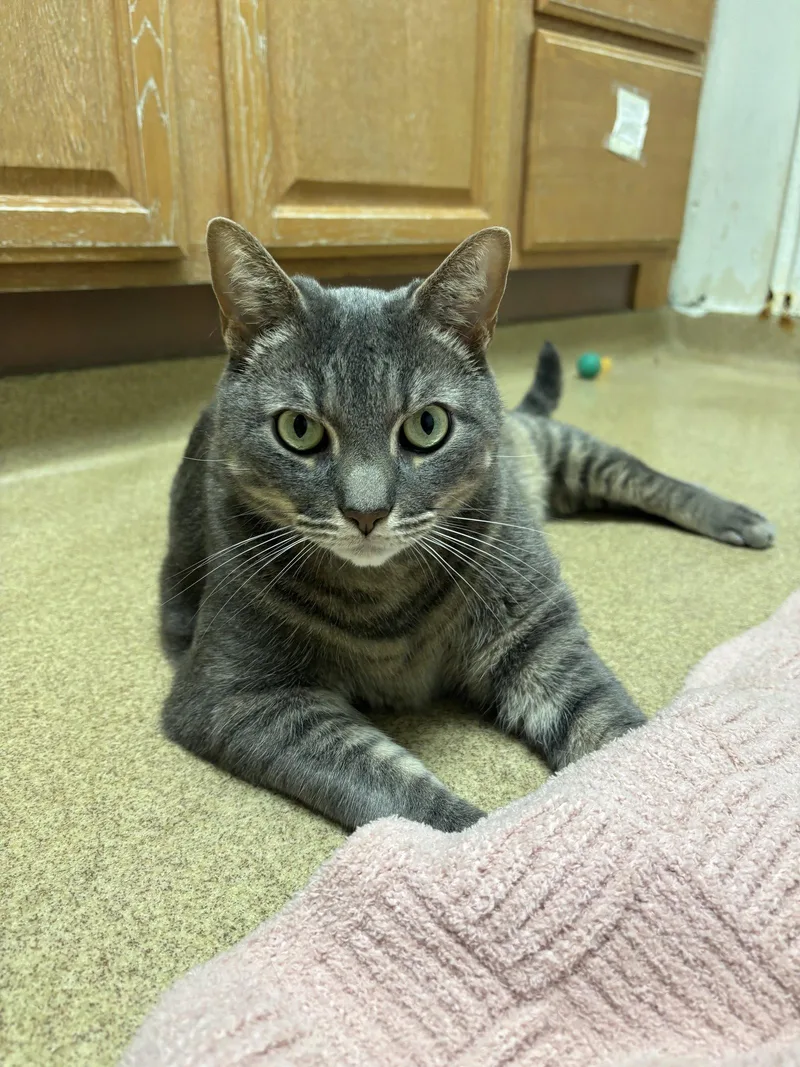An adult medium-sized male Domestic Short Hair cat named Jj for adoption in Brick, NJ