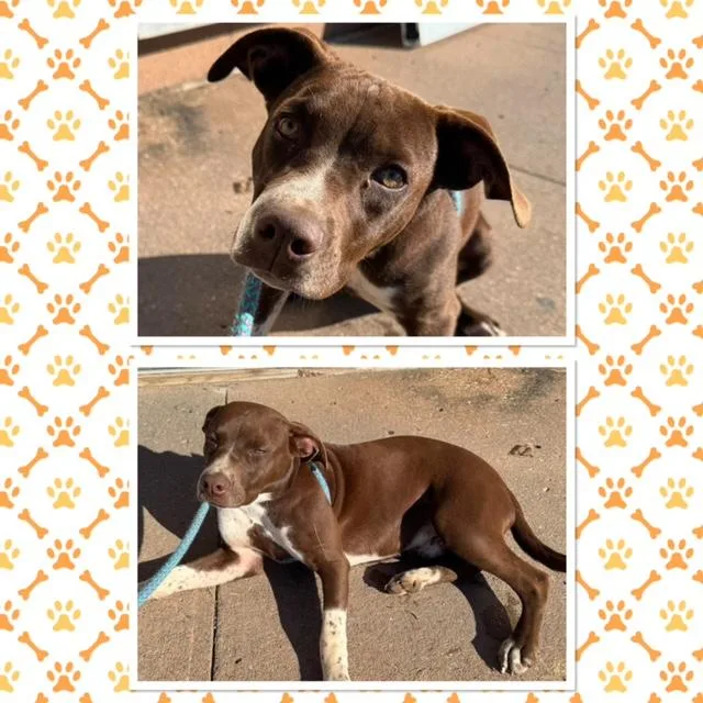 A baby medium-sized male Brown / Chocolate Mixed Breed dog named Count Chocola for adoption in Buckhannon, WV