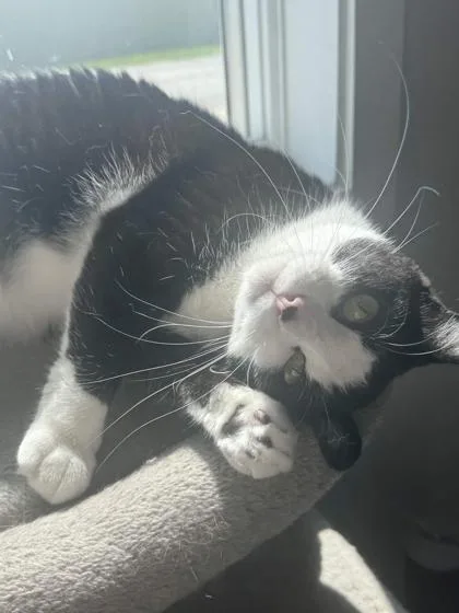 An adult small-sized female Domestic Short Hair cat named Midnight for adoption in Mount Pleasant, IA