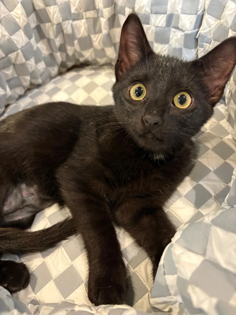 A baby medium-sized female Black Domestic Short Hair cat named Mimi for adoption in Lincoln, NE