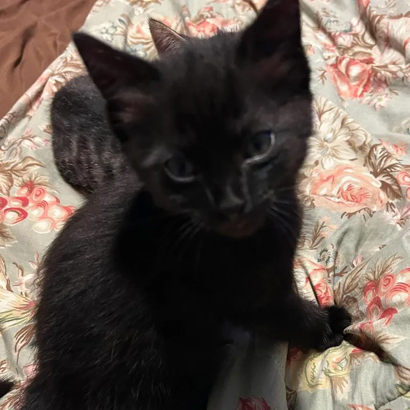 A baby small-sized male Brown / Chocolate Domestic Short Hair cat named Winnie for adoption in Odenville, AL