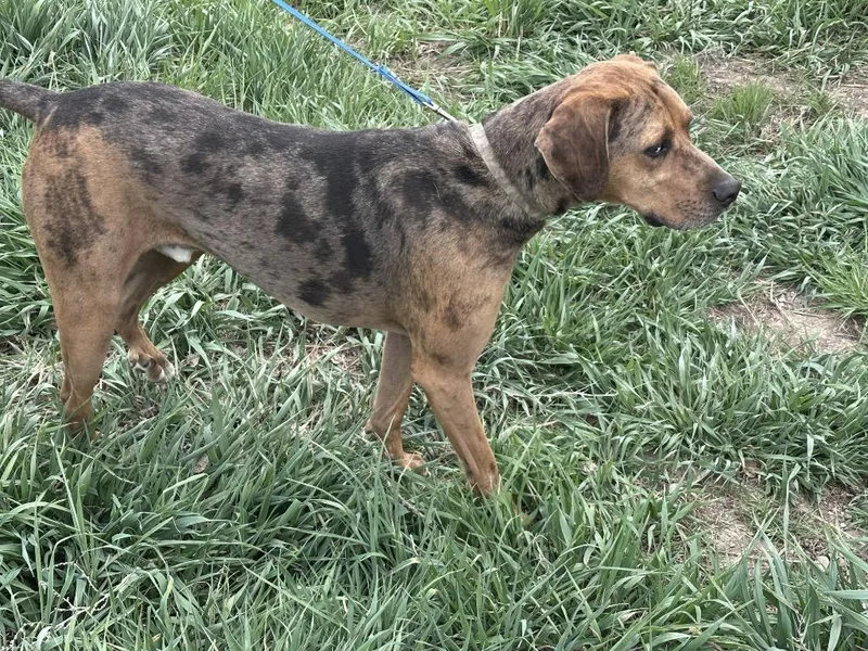 Ollie thumbnail 3