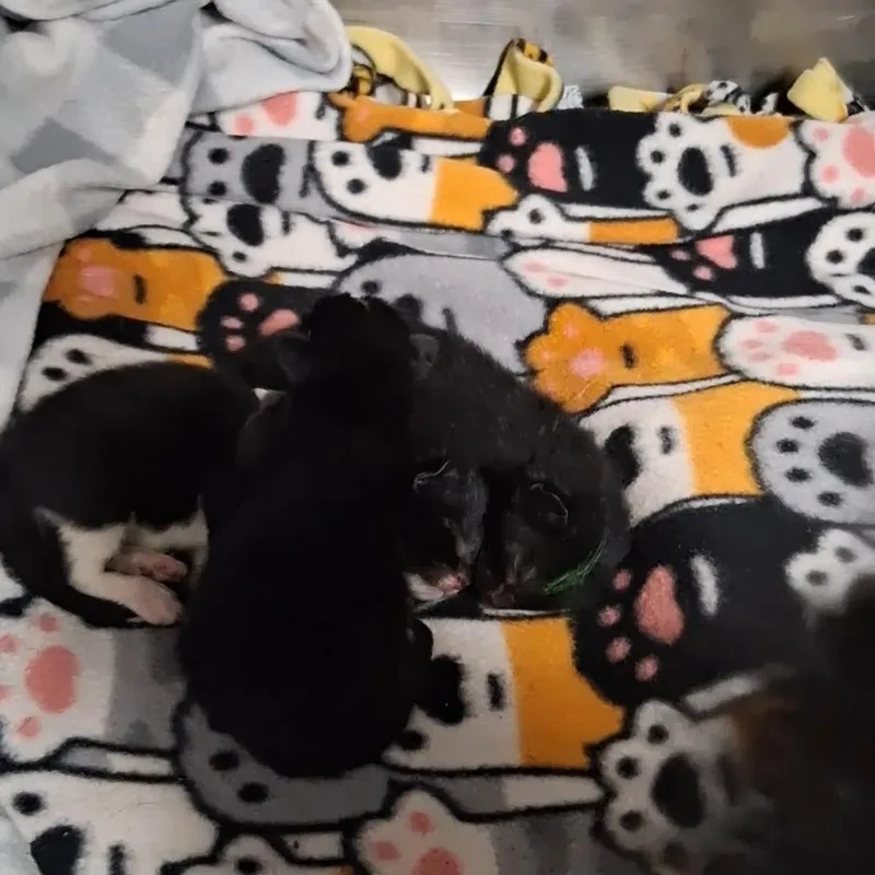 A baby small-sized male Black Domestic Short Hair cat named Eugene for adoption in West Palm Beach, FL