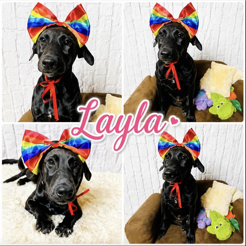 A baby medium-sized female Labrador Retriever dog named Layla for adoption in Allen, TX
